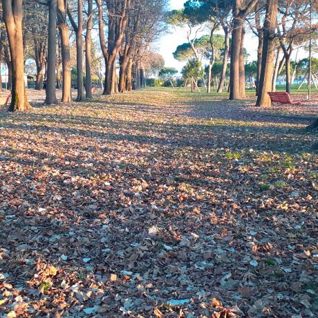 Autumn leaves in Sant'Elena Venezia